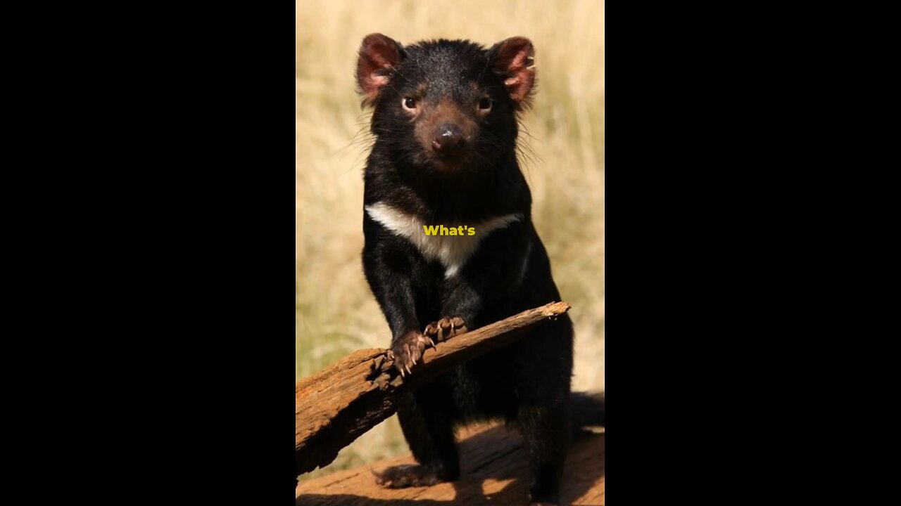 Surprising Facts About Tasmanian Devil 🙀🙀🙀