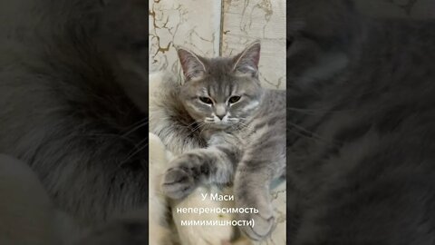 #shorts Смешные животные из Тик Ток 54 Funny animals from Tik Tok