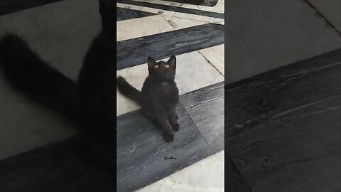 Shy kitten reaction to Cat teaser #shorts #funnycats #toy #reactions