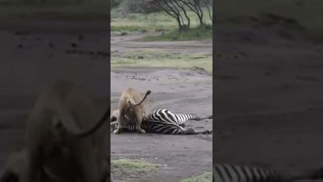lion_agressive||hunt_lion