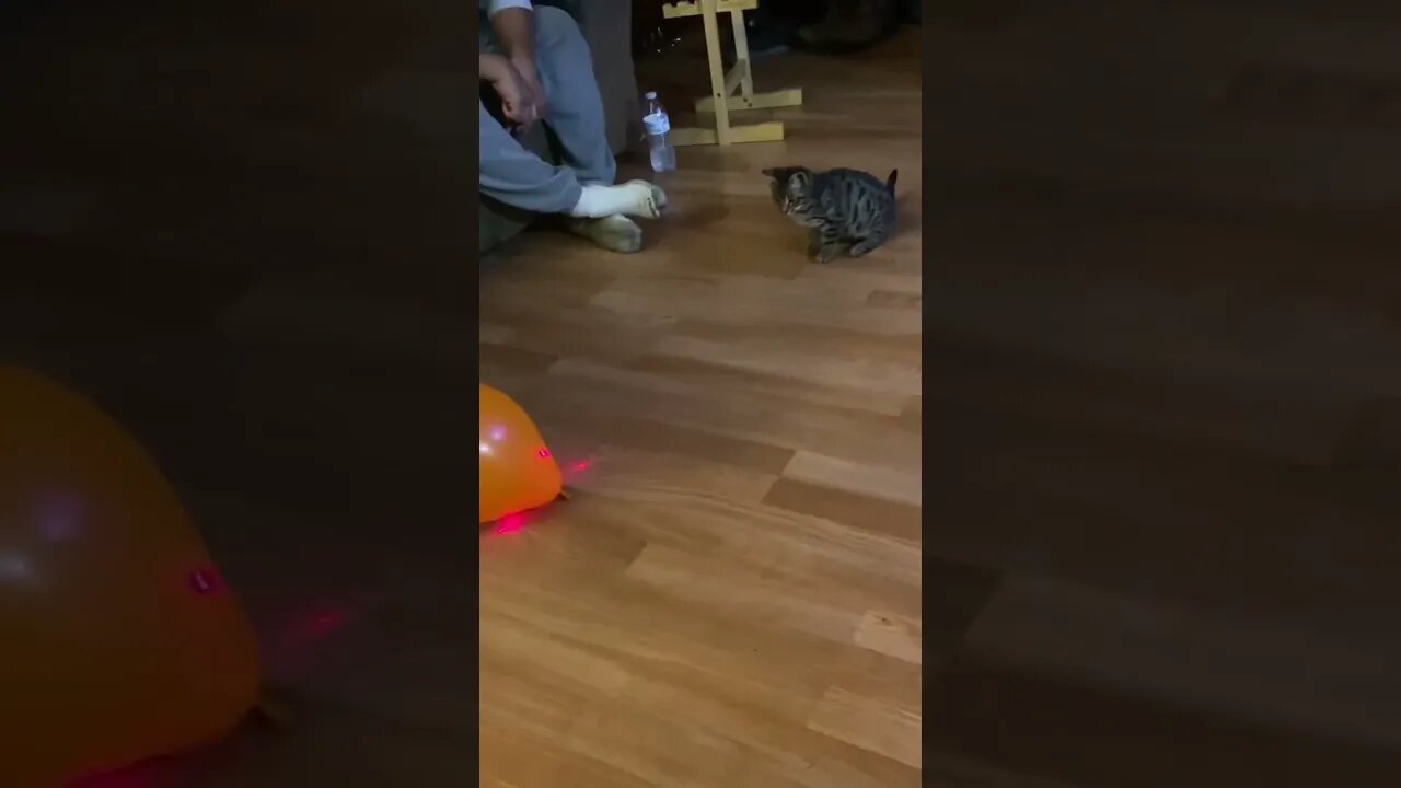 Cat Chases Laser Pops Balloon! 🤣