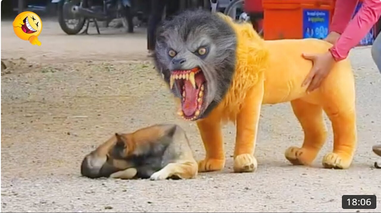 Troll Prank Dog Funny & fake Lion and Fake Tiger Prank To dog & Huge Box Prank to dog