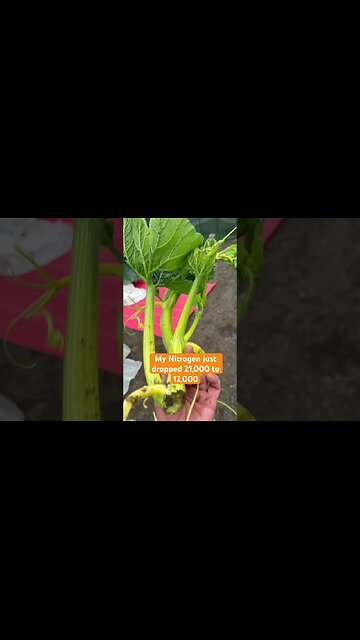 Pumpkin Vines #bubba #pumpkinpatch #pumpkinleaves