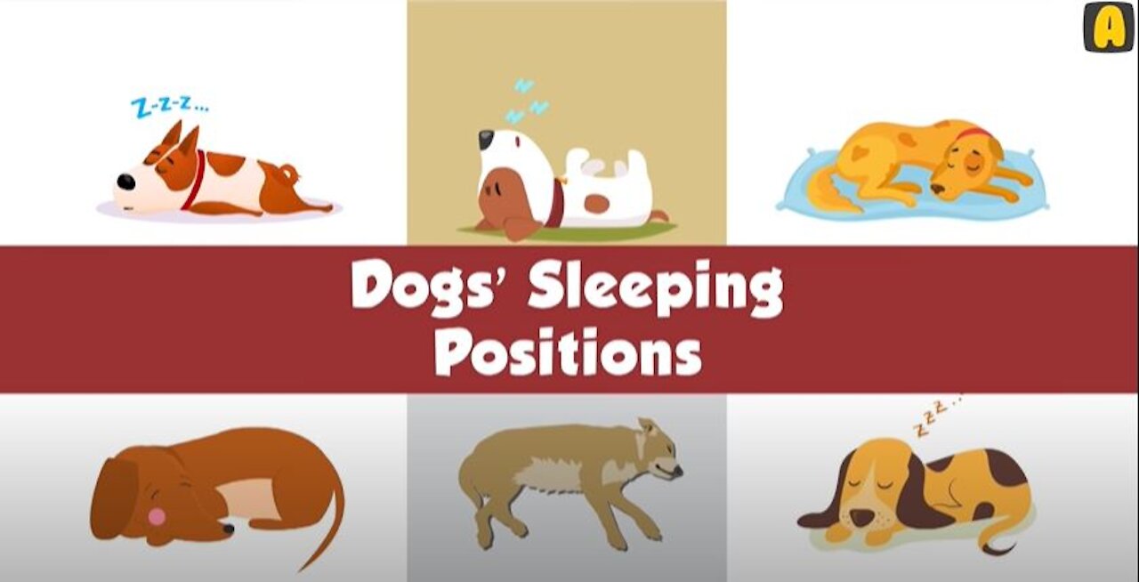 For Dog Lovers 🐶 What Your Dog's Sleeping Position Reveals