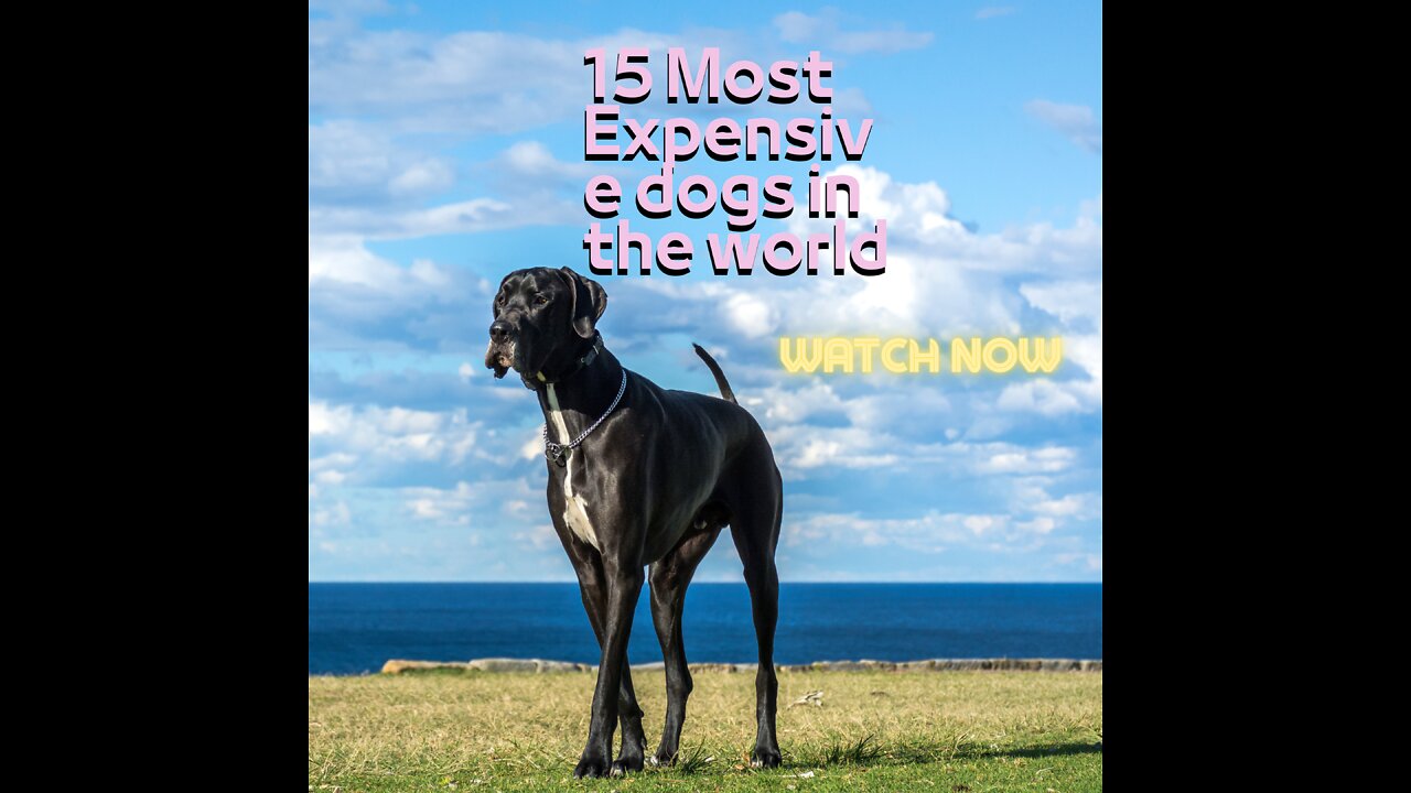 15 Most Expensive dogs in the world