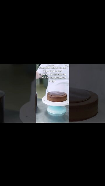 Chocolate can kill dogs