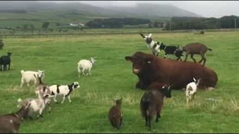 Cabras anãs adoram saltar em cima de touro!