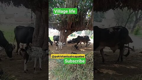 village life...#viralvideo #shortfeed #ytshortsvideo @pakistanisairsapatee