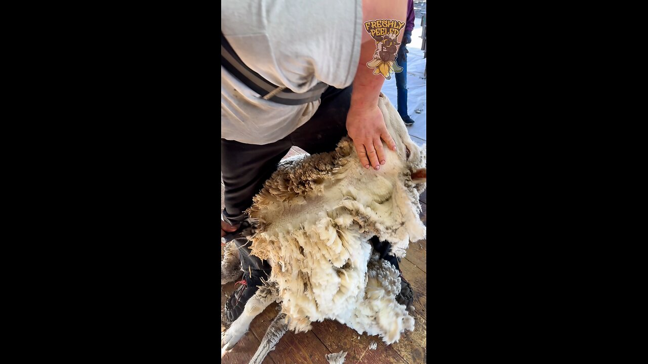 Christopher Troendle shearing a big sheep 🐑