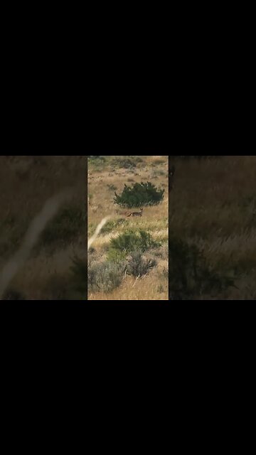 Hunting Coyotes #shorts #dog #animals #hunter #188