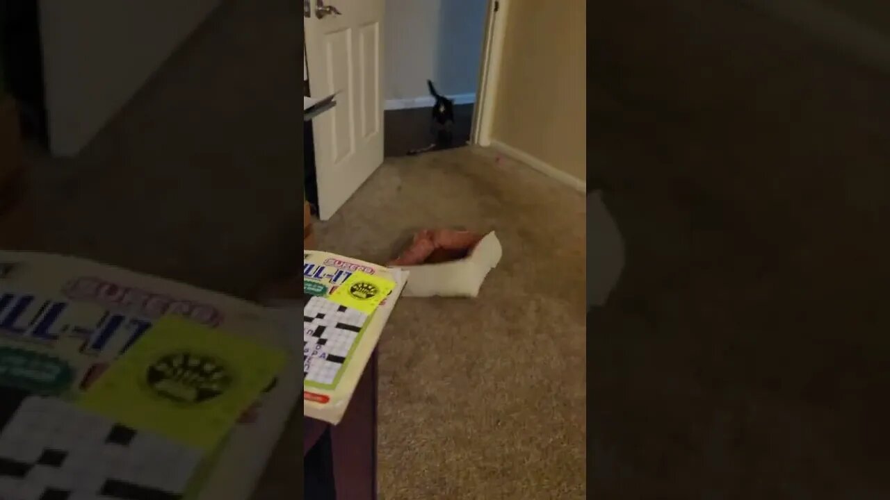Snickers loves his sqeaker
