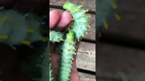 Wiggly caterpillar 😱