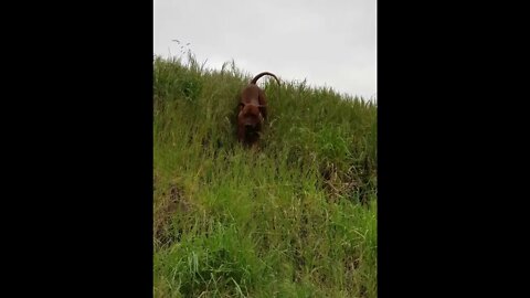 Mister Brown the Rhodesian Ridgeback Undaunted By Vertical Hill