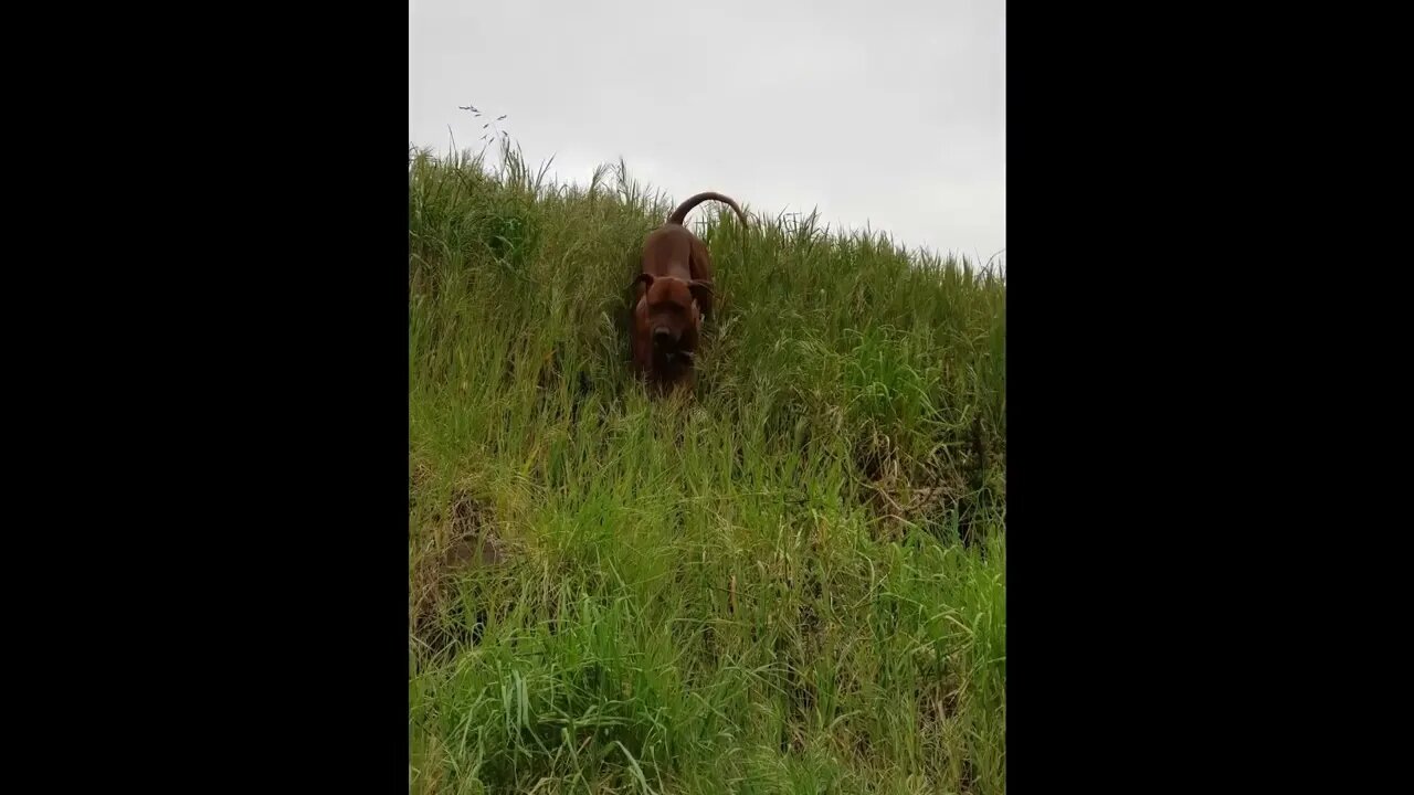 Mister Brown the Rhodesian Ridgeback Undaunted By Vertical Hill