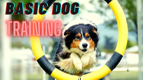 Basic Dog Training - The TOP 10 Commands That Every Dog Should Know!