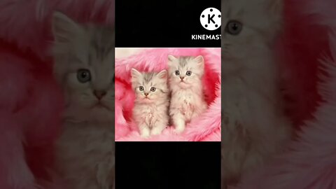 Cute Kittens 🐈