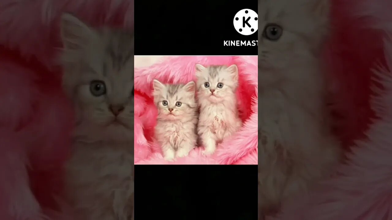 Cute Kittens 🐈