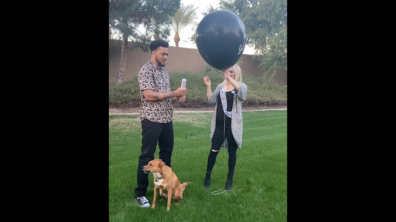 Unsuspecting dog wasn't prepared for his owner's gender reveal party