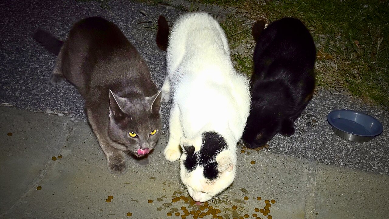 Nervous Street Cats Approach the Food Lady - Feeding Stray Cats