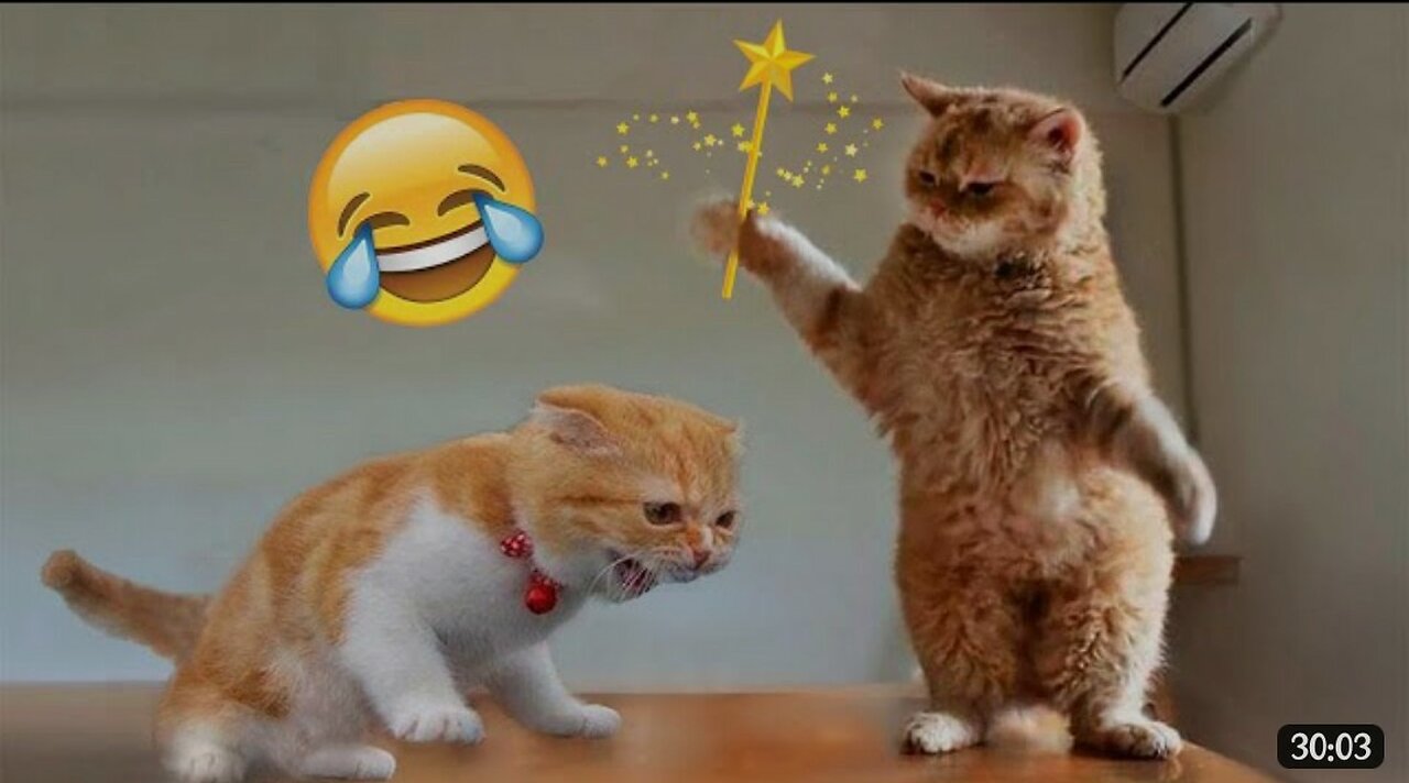 Funniest Animals Video - Best Cats😹 and Dogs🐶 Videos of 2023