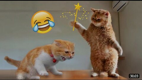 Funniest Animals Video - Best Cats😹 and Dogs🐶 Videos of 2023