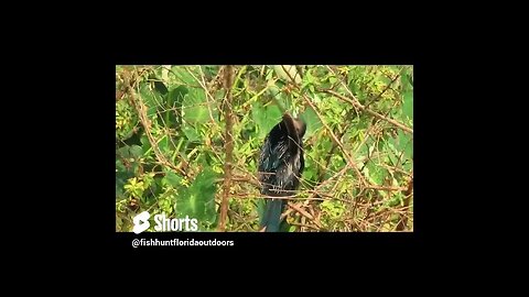 SnakeBird