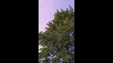 Cicadas After the Storm #VertVids