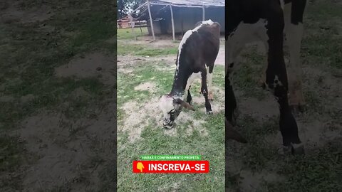 desgarrado o diferentão 🤔 #shorts #agro #roça #animals #bicho #agropecuaria #haras #sítio #rancho