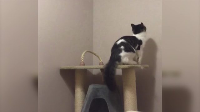 Cat Disappears Through A Ceiling