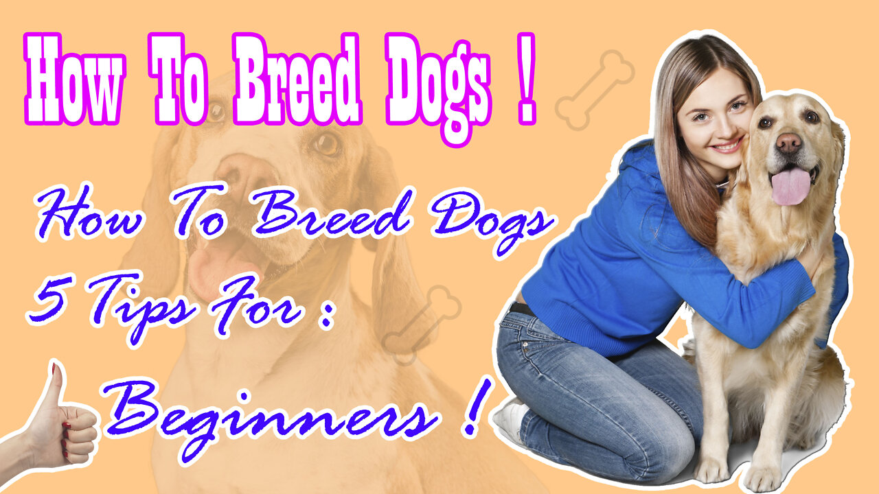 How To Breed Dogs _ 5 Tips For Beginners