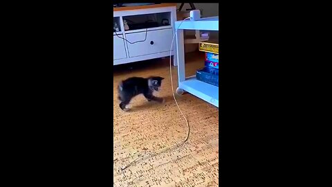 Funny cute 😊 cat video follow