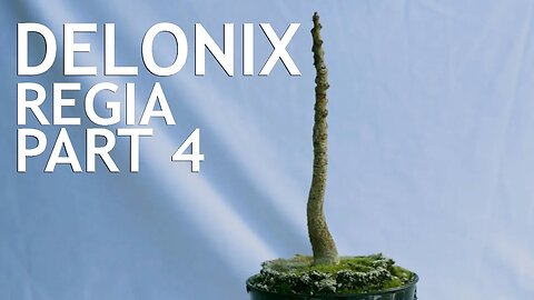 Delonix Regia Part 4