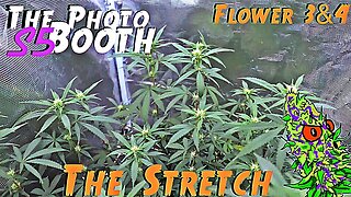 The Photo Booth S5 Ep. 11 | Flower Weeks 3 & 4 | The Stretch