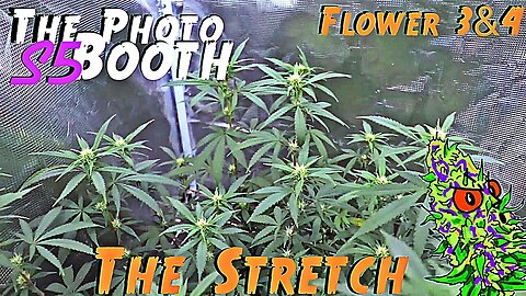 The Photo Booth S5 Ep. 11 | Flower Weeks 3 & 4 | The Stretch