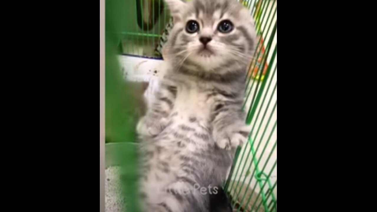 funny cat