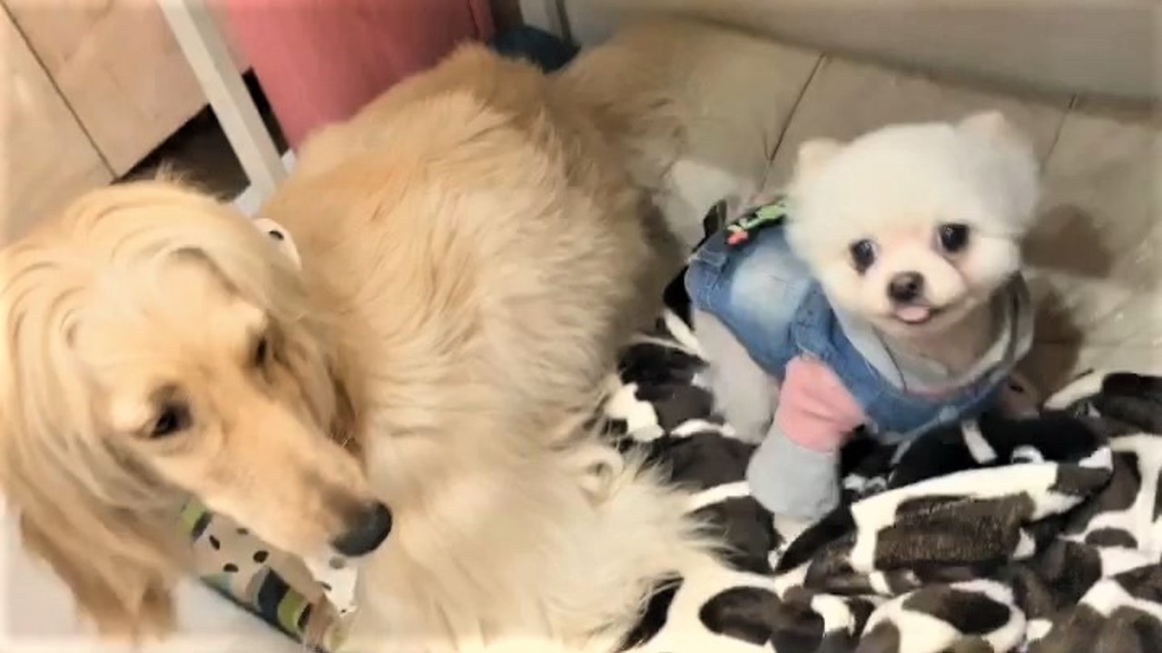 Afghan Hound hilariously pushes annoying Pomeranian away