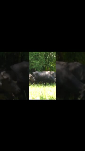 When you stuck up in open Jungle surrounded by Wild Buffaloes….