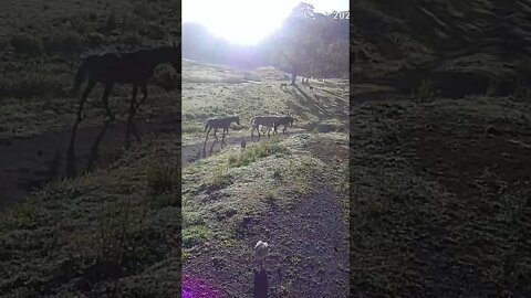 Horses and guinea fowl at sunrise