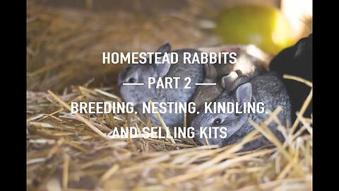 Homestead Meat Rabbits {Part 2} — Breeding, Nesting, and Selling Kits