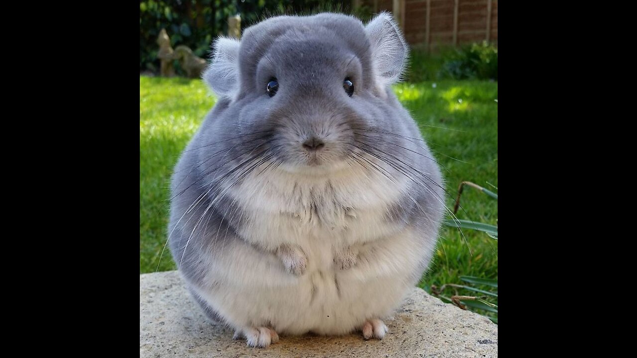 My Chinchi chinchilla