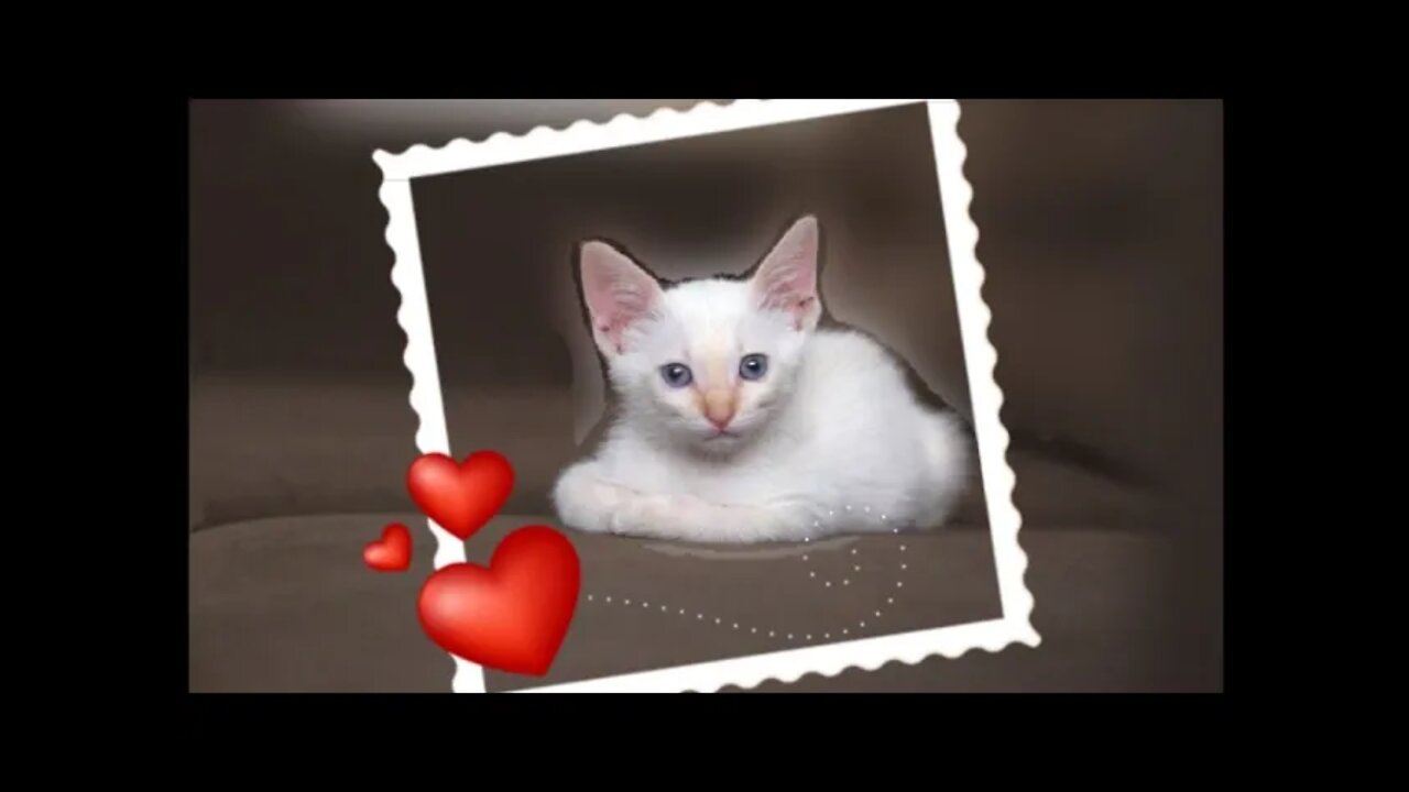 Cute kitten, #kitten video#,kitten clip