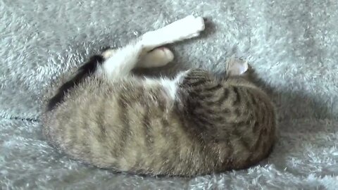 Adorable Little Cat Talks to Me and Sleeps Upside Down