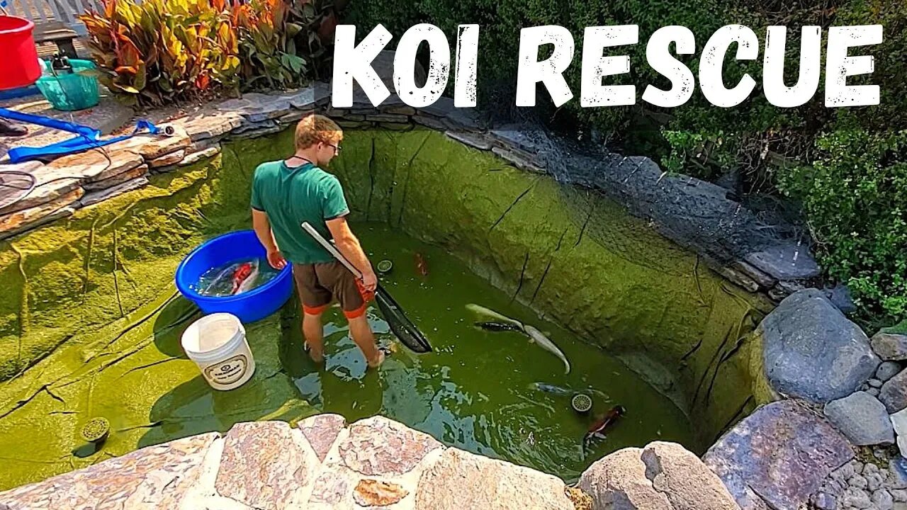 Koi Fish Rescue- (Rehoming large koi fish)