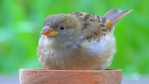 Back INTO the House Sparrow Feeding Bowl. Sparrow Chirping