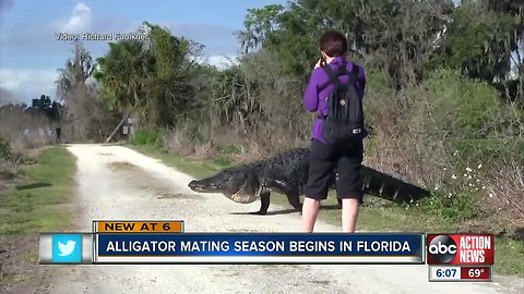 Alligator mating season is here, and this is what you need to know