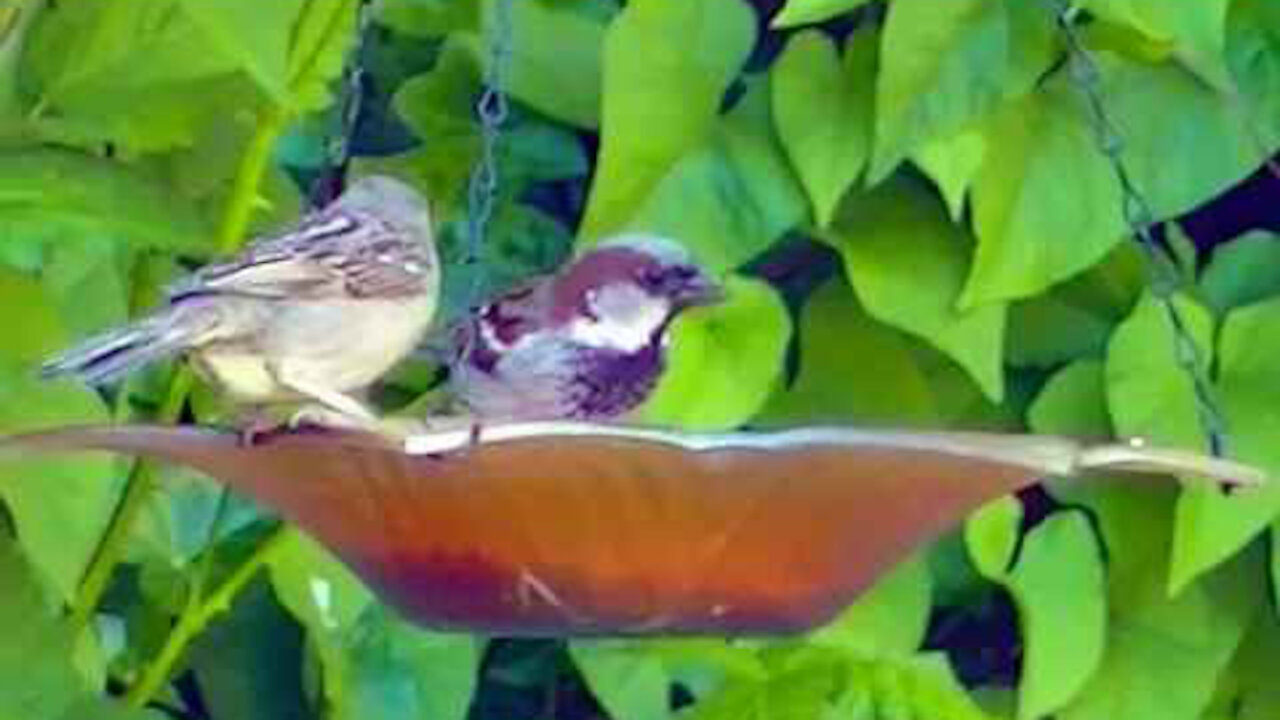 IECV NV #343 - 👀 House Sparrows Eating At The Glass Feeder 🐤5-23-2017