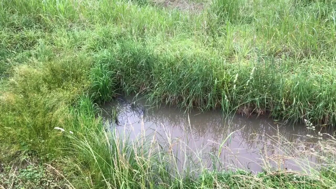An urban Virginia grassland habitat