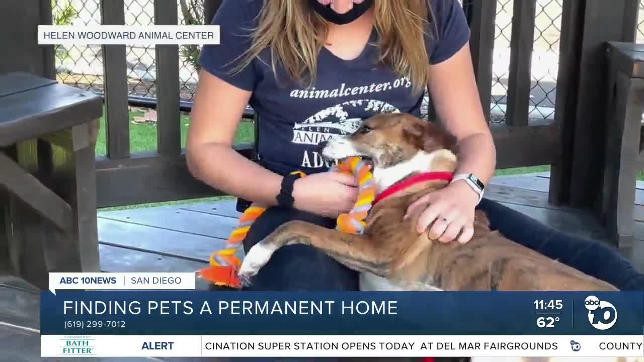 Pet of the Week: Katra