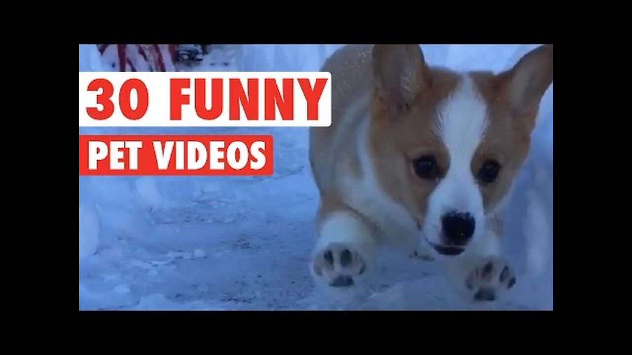 30 Funny Pet Videos Animal Compilation