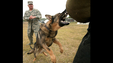 👌 Guard Dog Training Step by Step!